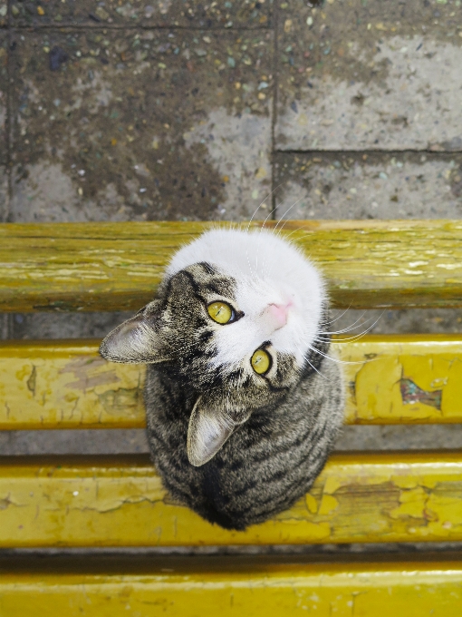 鳥 歩道
 動物 野生動物