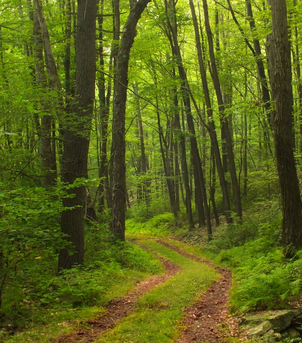 árbol naturaleza bosque camino