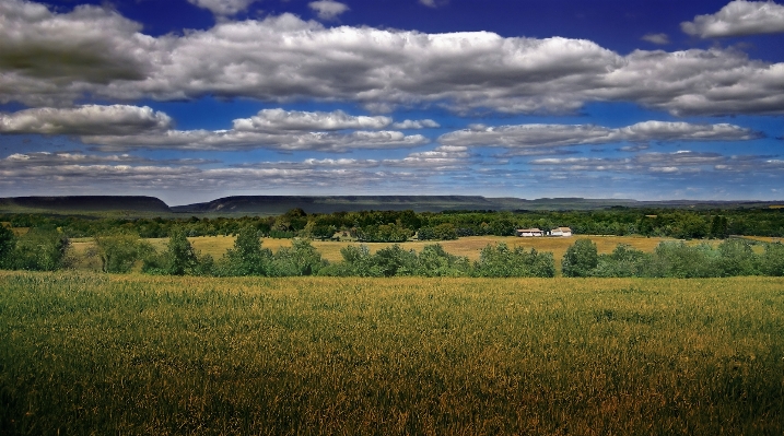 Landscape tree nature grass Photo