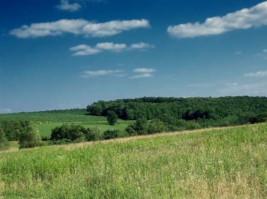 Landscape tree grass horizon Photo