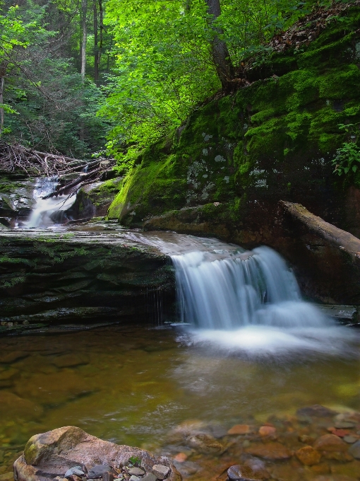 Baum wasser natur wald