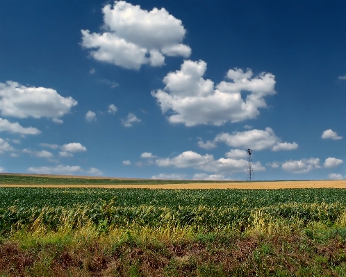 Landscape grass horizon marsh Photo