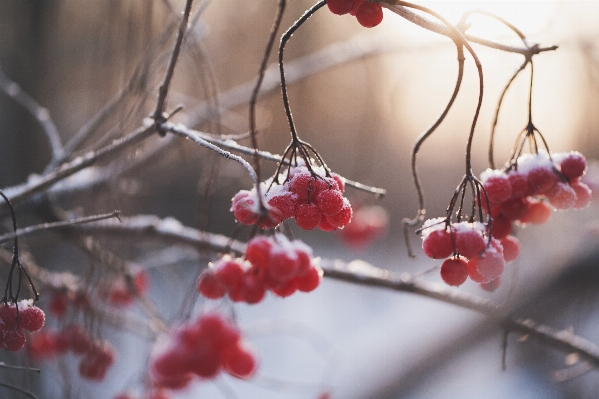 Photo Arbre bifurquer fleurir neige