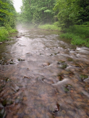 Forest creek wilderness fog Photo