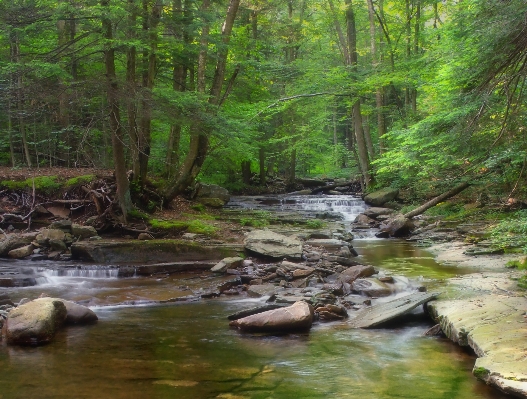 Forest creek wilderness hiking Photo