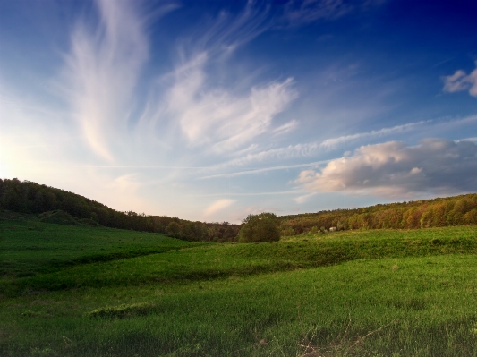 Landscape tree nature grass Photo