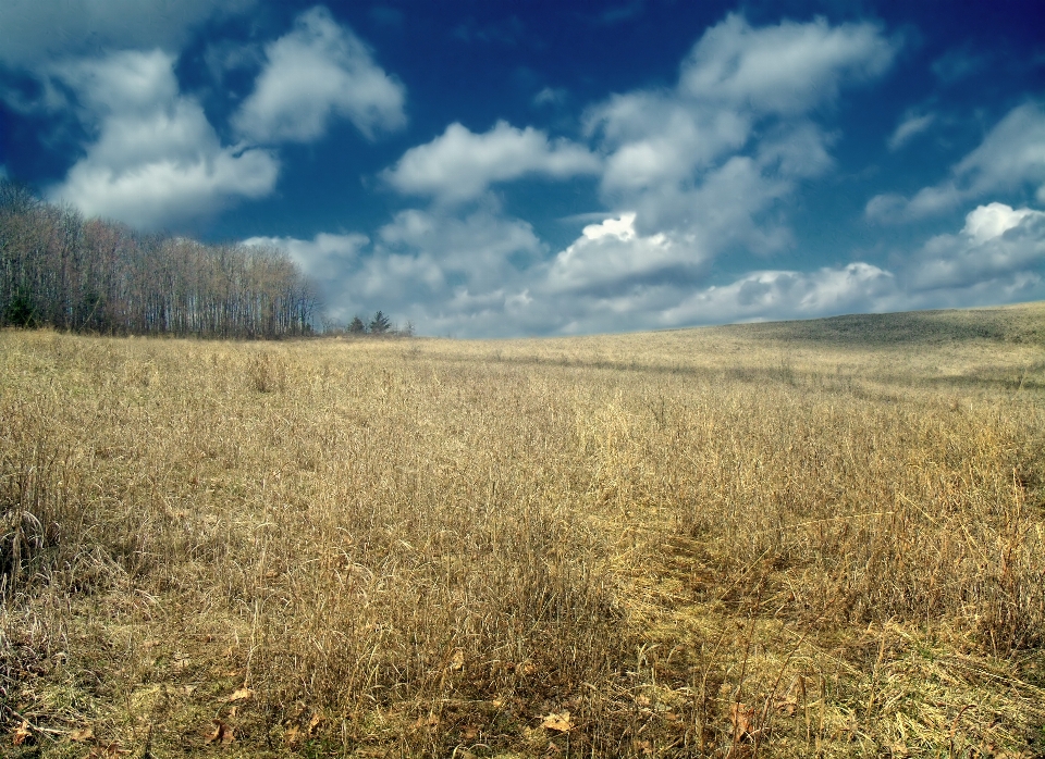 Landschaft baum natur wald