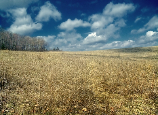 Landscape tree nature forest Photo