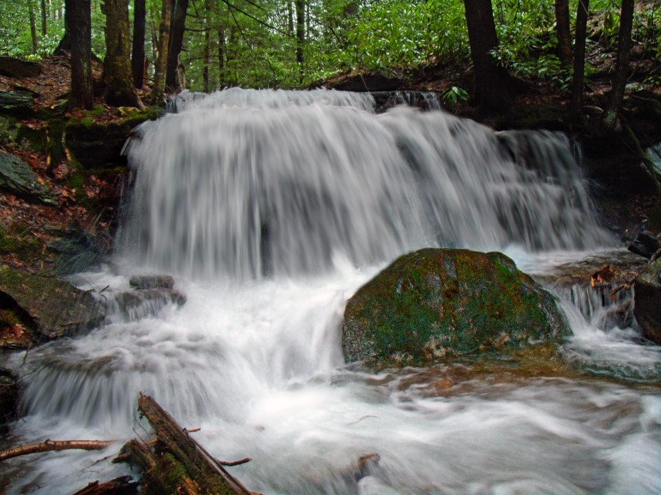 Water forest waterfall creek