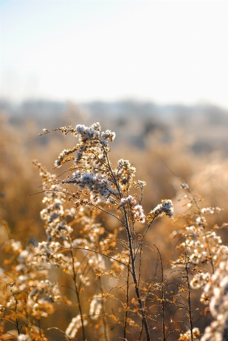 Nature grass branch winter