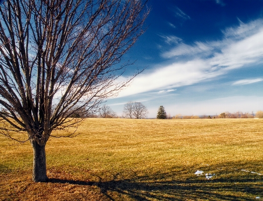 Landscape tree nature grass Photo