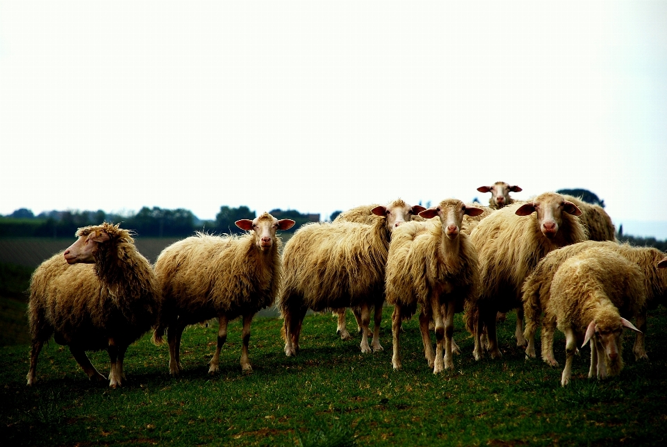 Grama campo interior animal