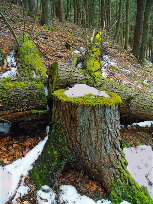 Drzewo natura las śnieg