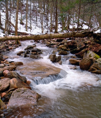 Landscape water nature forest Photo