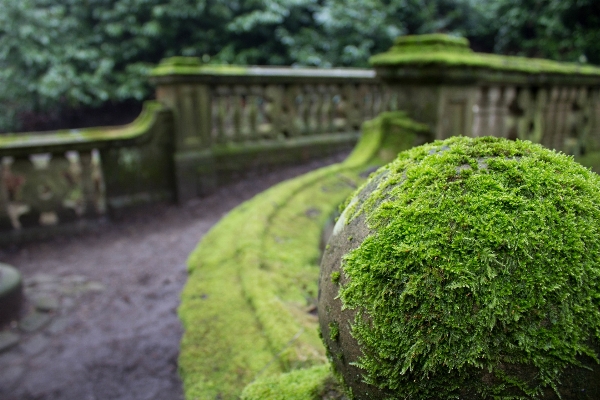 Tree grass plant lawn Photo