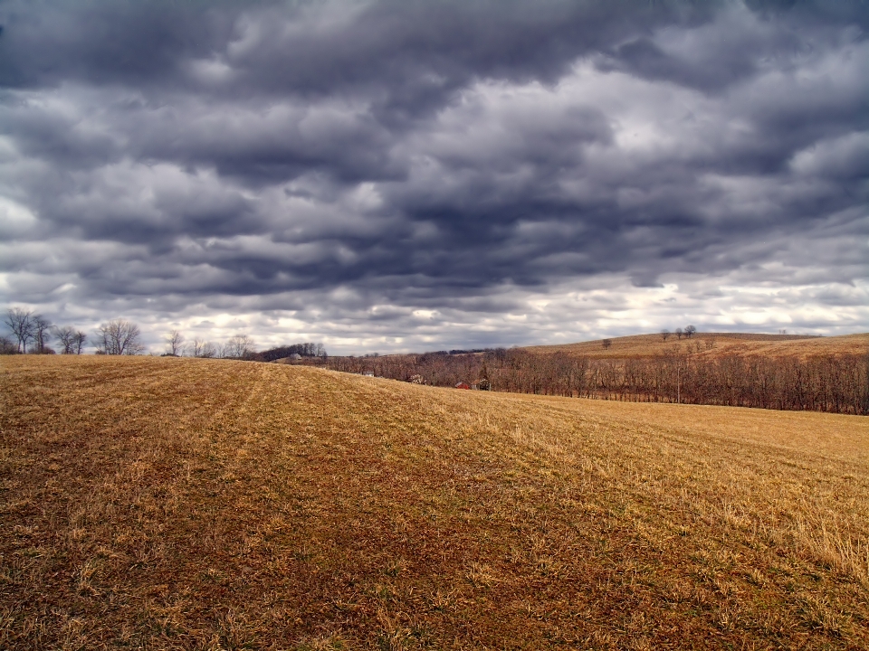 Paysage arbre nature herbe