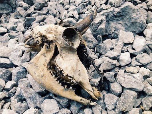 Rock wood wildlife skull Photo