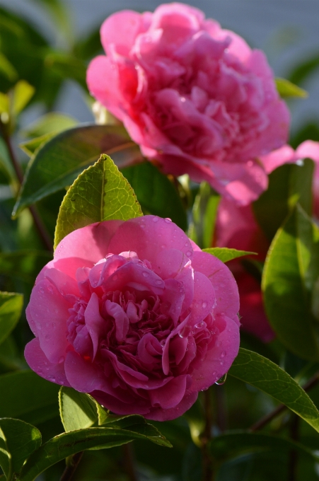 植物 花 花弁 薔薇