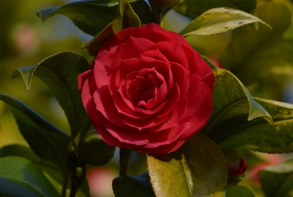 植物 花 花弁 薔薇 写真