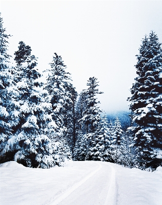 Foto Albero foresta ramo montagna