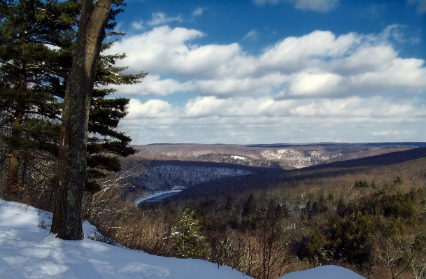 Landscape tree nature wilderness Photo