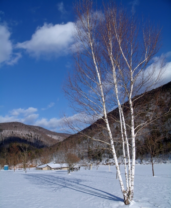 Paisaje árbol naturaleza rama