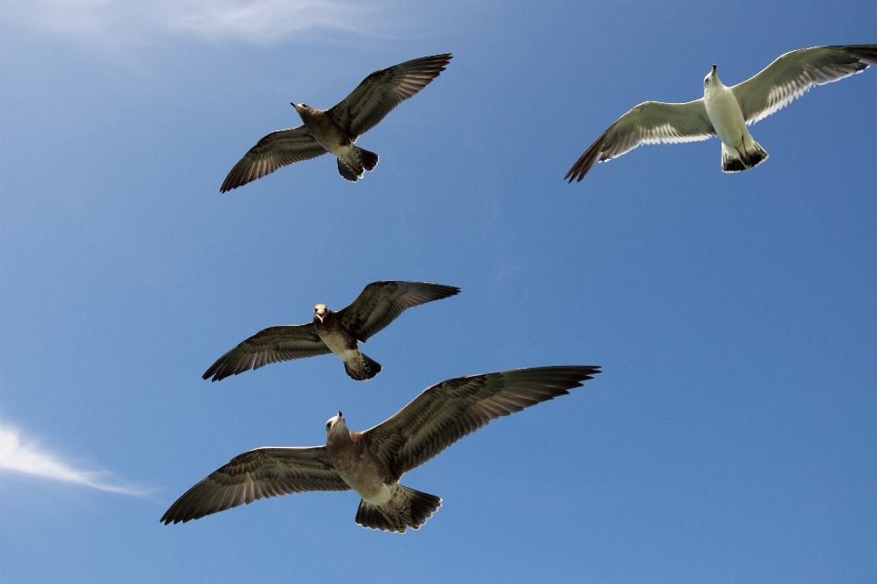 Oiseau aile ciel de mer
