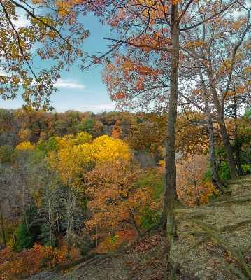 Landscape tree forest wilderness Photo