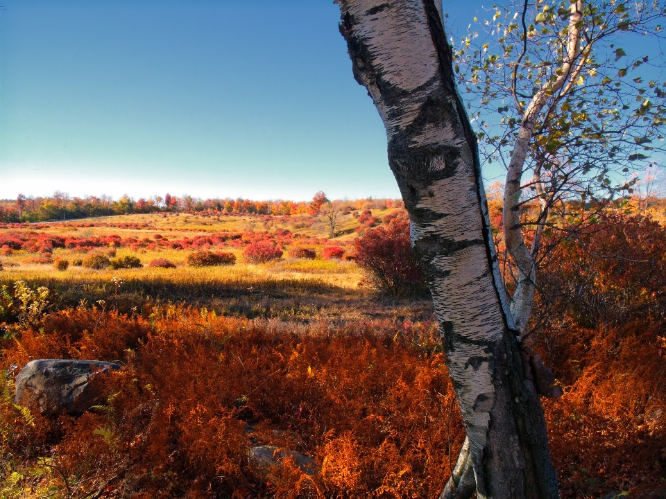 Landschaft baum natur wald