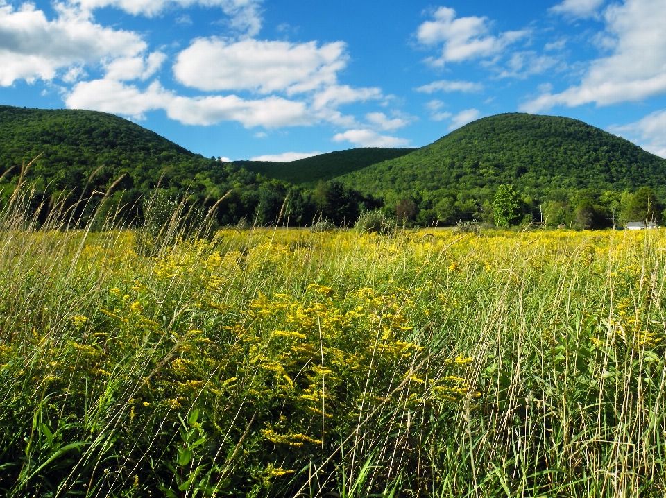 Landscape nature forest grass