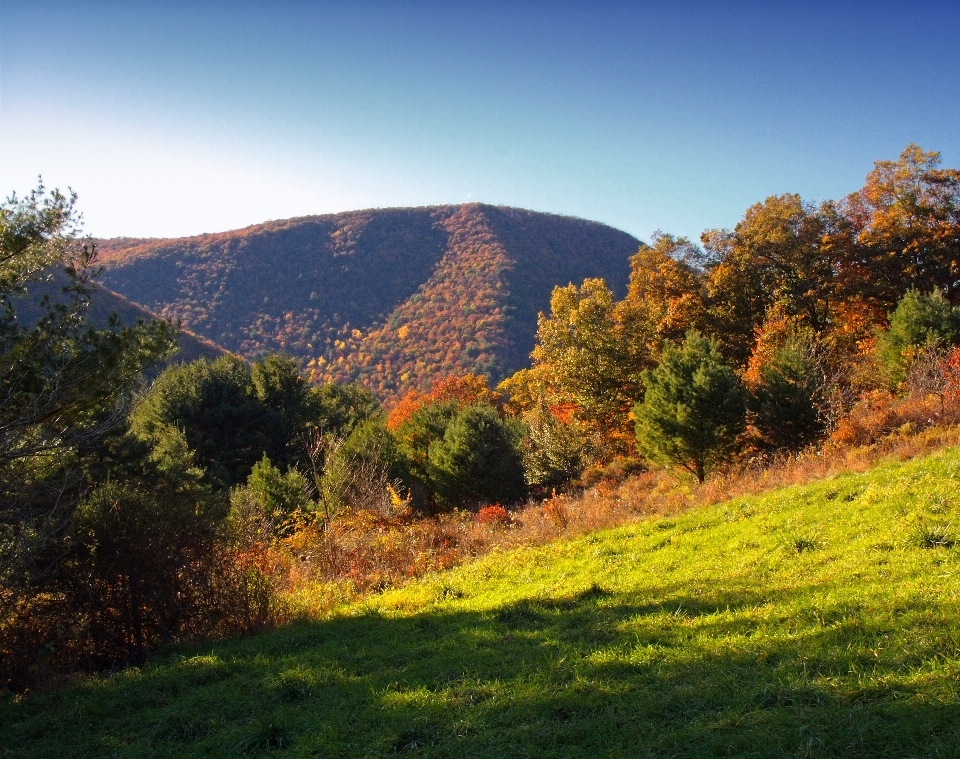 Landschaft baum natur wald