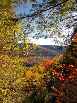 Landscape tree nature forest Photo