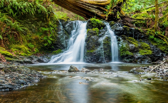 木 水 自然 森 写真