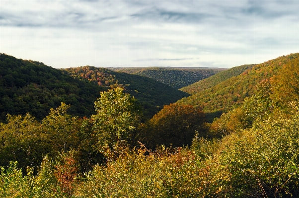 Landscape tree nature forest Photo