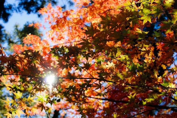 Tree branch plant sunlight Photo