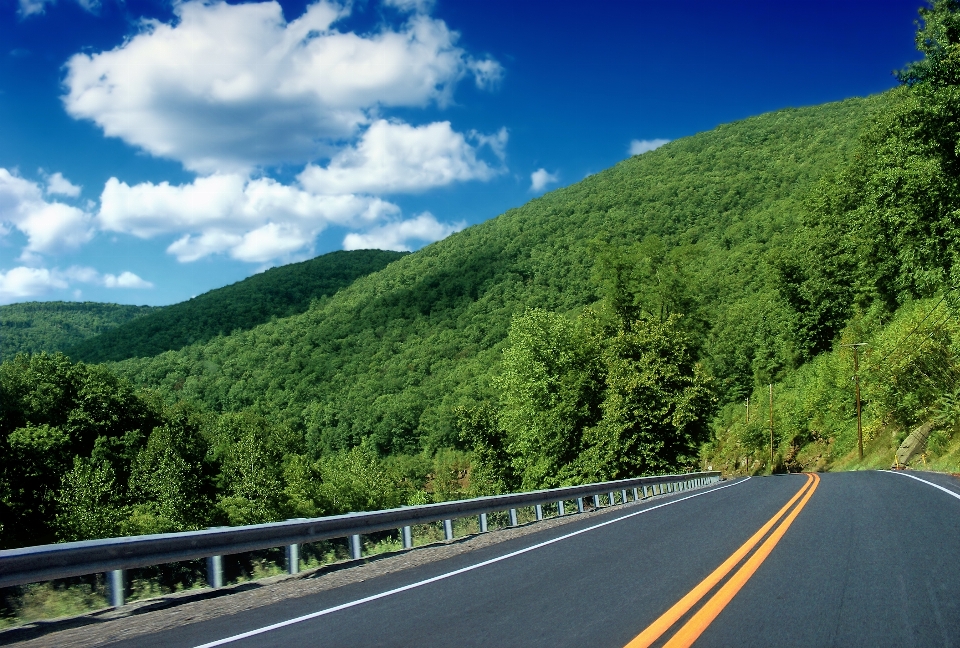 Landscape tree forest mountain