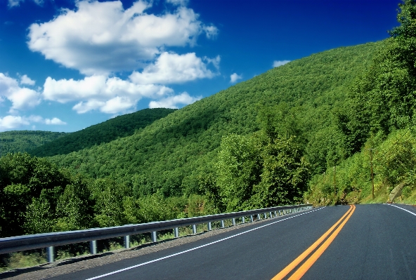 Landscape tree forest mountain Photo