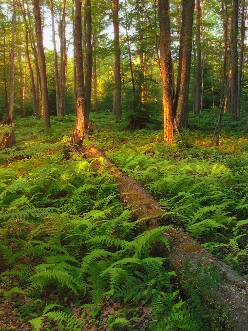 Albero natura foresta selvaggia
