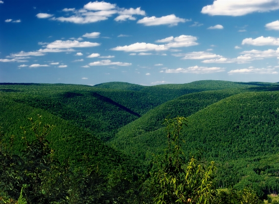 Landscape tree nature forest Photo