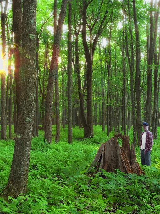 Arbre nature forêt usine