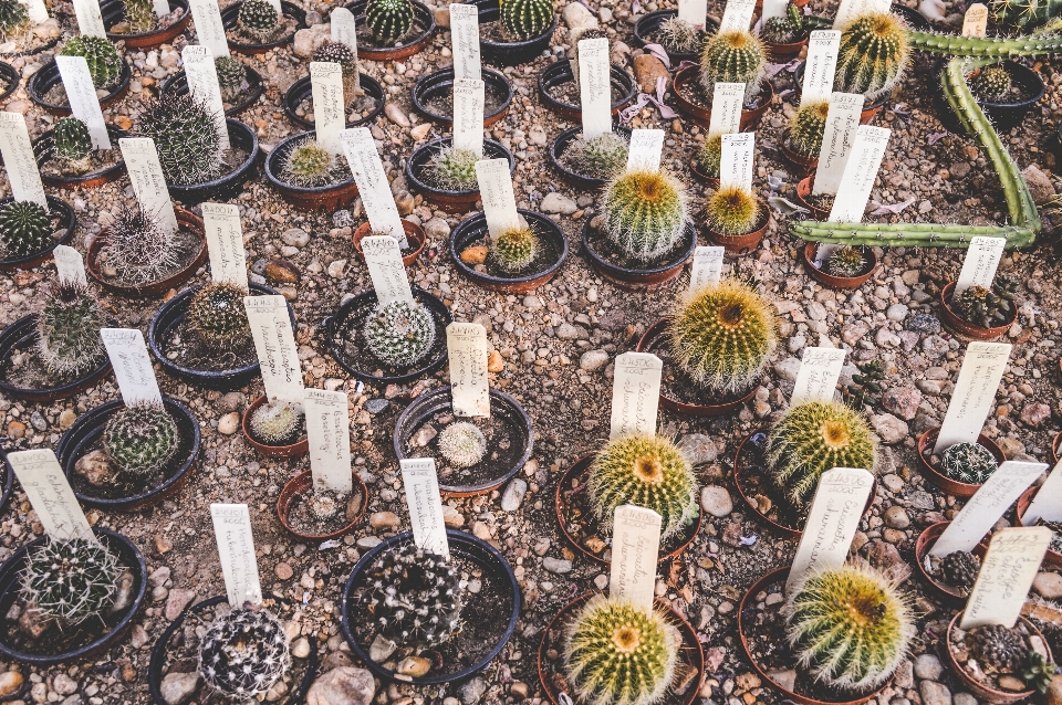 カクタス
 植物 花 ポット