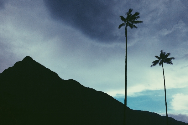 Tree nature silhouette mountain Photo