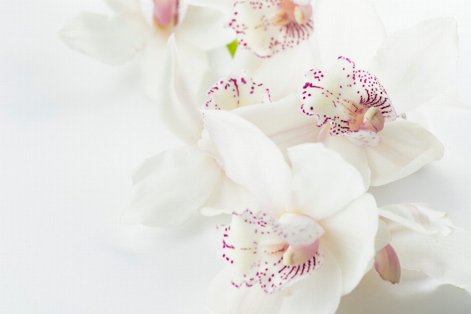 Blossom plant white flower