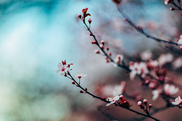 Foto Albero natura ramo fiore