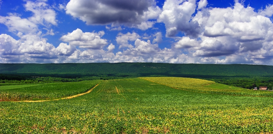 Paysage nature herbe horizon