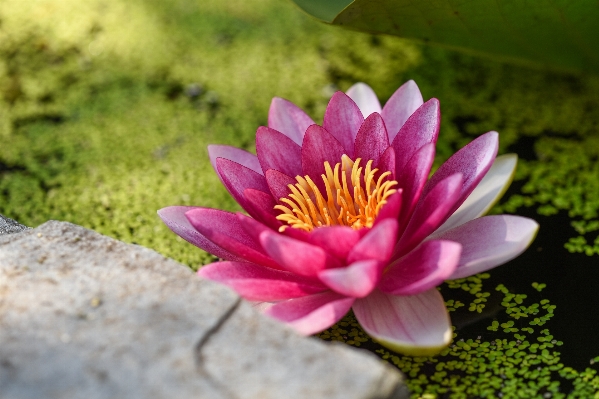 Blossom plant leaf flower Photo