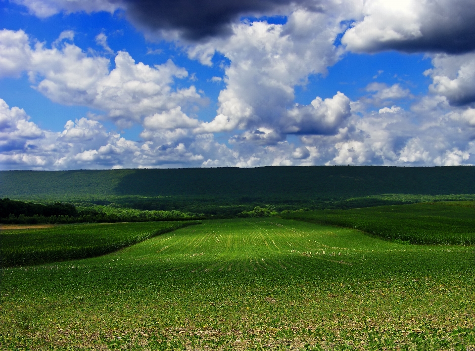 Landscape nature grass horizon