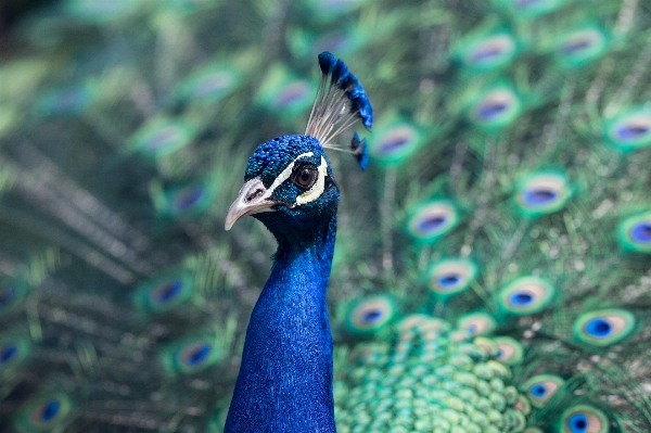 Photo Oiseau faune le bec bleu