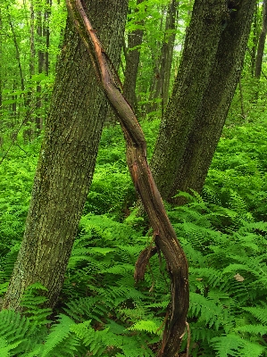 Tree nature forest branch Photo