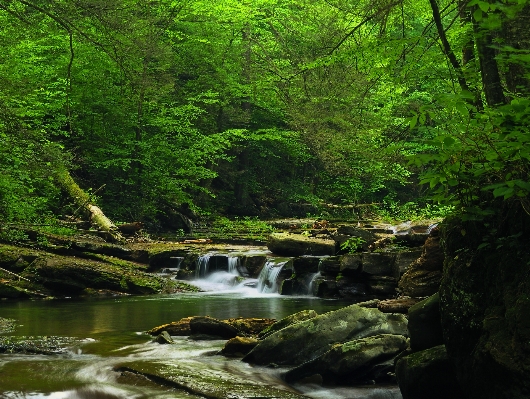 Tree nature forest waterfall Photo